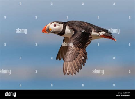 Puffins in flight - Atlantic puffin Fratercula arctica flying in a ...