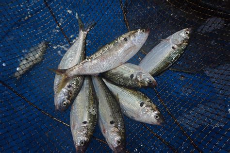 7 Types of Shad That Every Angler Should Know - Fishmasters.com