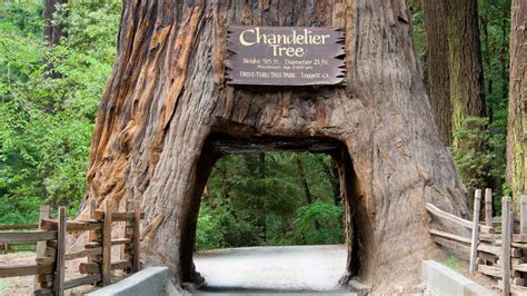 California redwood tour: Zipline, climb or drive through massive trees