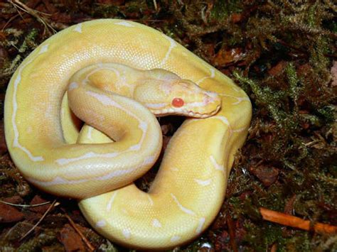 Albino Spider - Morph List - World of Ball Pythons