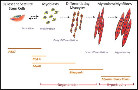 Effect of acute low oxygen exposure on the proliferation rate, viability and gene expression of ...