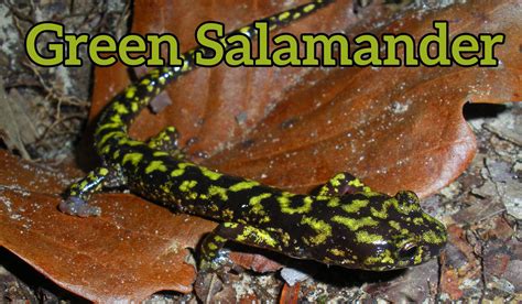 Green Salamander Sanctuary | Norton, VA - Official Website