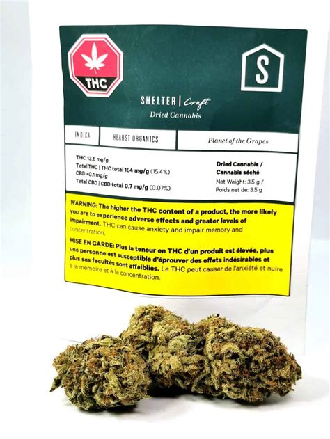 Planet of the Grapes Strain Review (Hearst Organics) | Cannabis Sensei