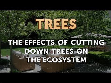 😎 Effects of cutting down trees. How does cutting down trees affect us and our environment ...