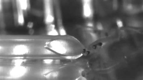 Firecracker Or Fish? Tiny Fish Makes Big Noise - Videos from The ...