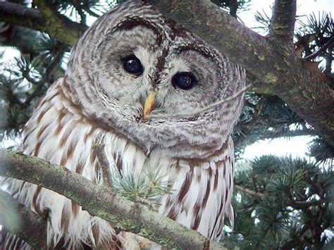 Barred Owl Sounds | All About OWL