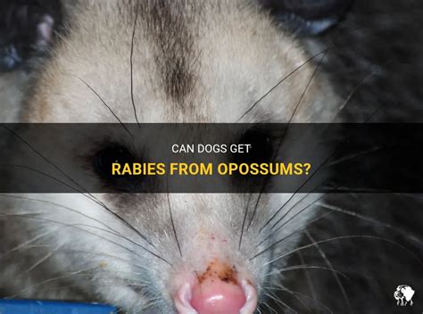 Can Dogs Get Rabies From Opossums? | PetShun