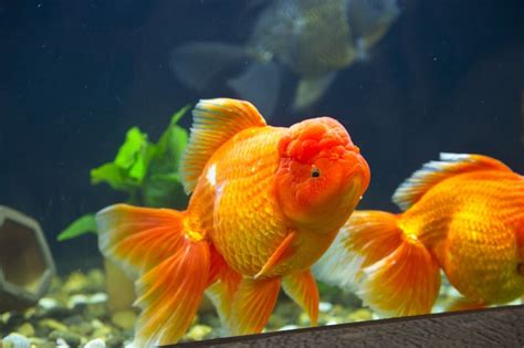 Oranda Goldfish Breed Guide: Care, Information, & Pictures