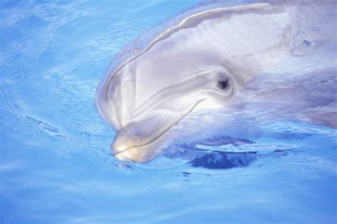 What Is the Texture of a Dolphin's Skin? | Animals - mom.me