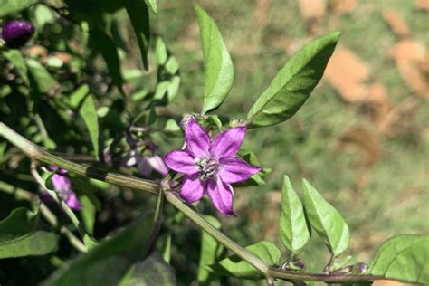 Filius Blue Pepper: Tiny Indigo Ornamental Peppers