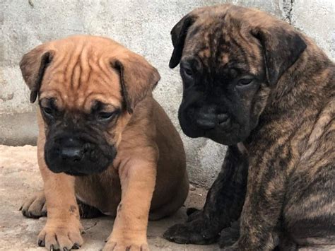 Boerboel Puppy for sale in Lagos