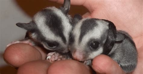 Sugar Glider Care Sheet Sugar Glider Care How to Care for Sugar Glider