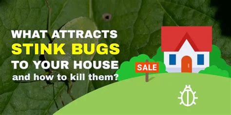 What attracts stink bugs / 9 ways to kill stink bugs | Pest Control FAQ