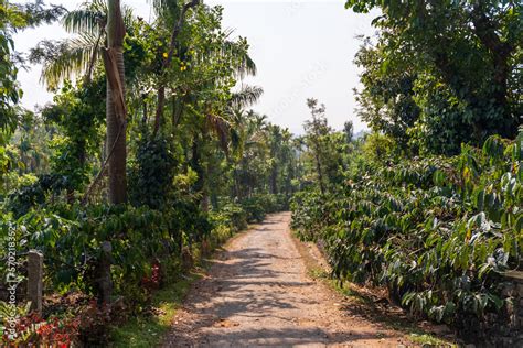 Coffee plantation in Karnataka state of India Stock Photo | Adobe Stock