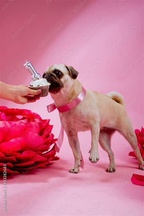 Funny birthday dog eating cake with one candle in front of him on the pink background Stock ...