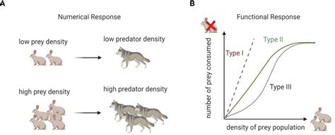 Frontiers | Predator-Prey in Tumor-Immune Interactions: A Wrong Model ...