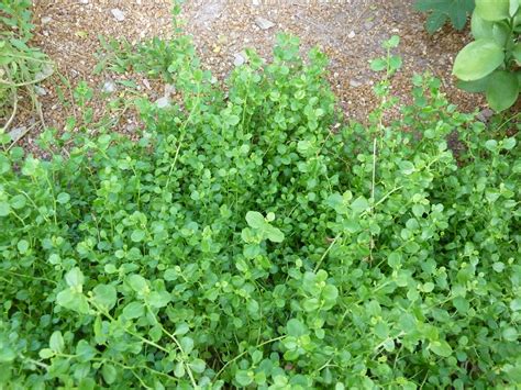 baccharis pilularis 'pigeon point' - Google Search | Ground cover ...