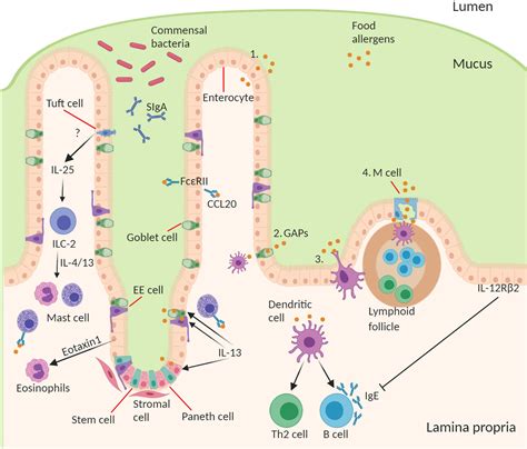 Frontiers | Role of the Intestinal Epithelium and Its Interaction With the Microbiota in Food ...