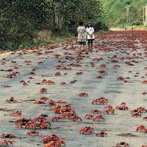 Annual Red Crab Migration on Christmas Island | Amusing Planet | Island, Christmas island ...