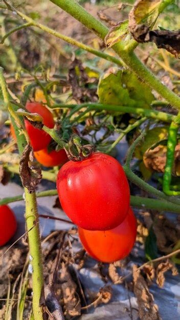 Premium Photo | Portrait of fresh ripe tomato