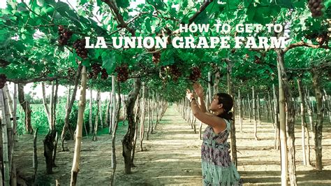 HOW TO GET TO LA UNION GRAPE FARM - Pinay Solo Backpacker