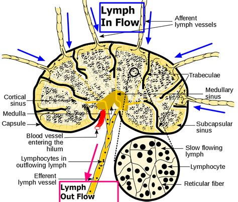 Lymph Nodes - Causes of Swollen Lymph Nodes in Neck, Groin, Armpit