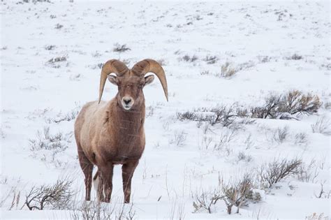 Yellowstone Winter Waterfalls and Wildlife - Yellowstone Safari Company