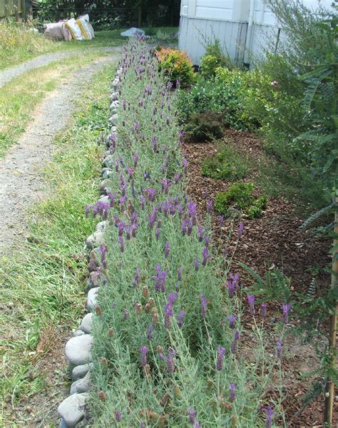 How to Plant and Grow a Lavender Hedge