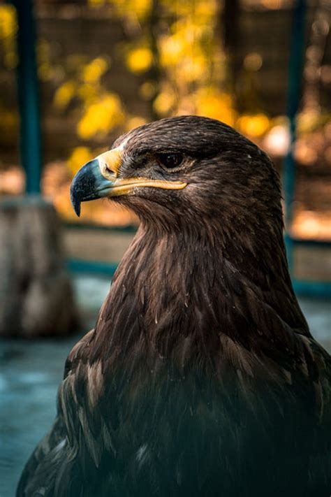 Close-Up Photo of a Golden Eagle's Head · Free Stock Photo