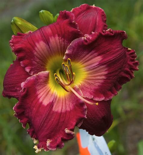 The Daylily Hybridizing Process