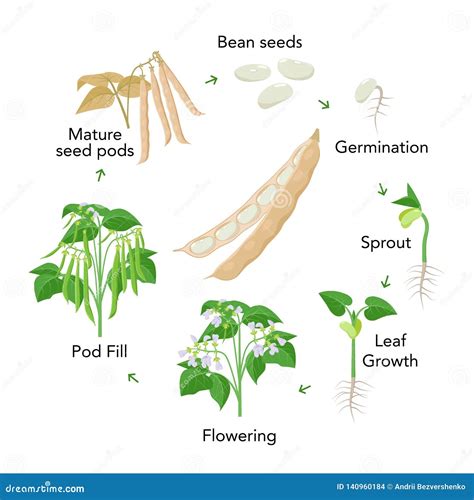 Bean Plant Growth Stages Infographic Elements In Flat Design. Planting ...