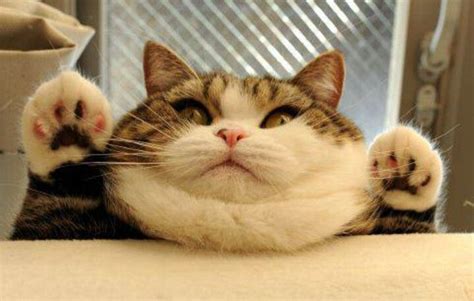 Chubby cat. | Funny cat photos, Funny cat pictures, Animal captions