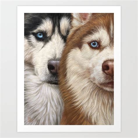 Two nice Siberian Husky dogs with blue eyes. Black and white husky dog and Sable and White husky ...