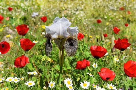 Forest glade with blooming flowers — Stock Photo © irisphoto11 #67995635