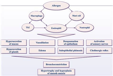 Pathophysiology Of Bronchial Asthma Pathophysiology Of Asthma Diagram | The Best Porn Website