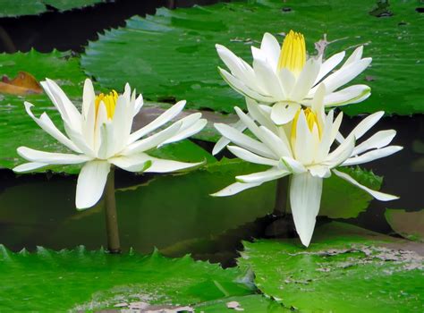 Free Images : white, flower, petal, pond, green, botany, garden, sacred lotus, aquatic plant ...