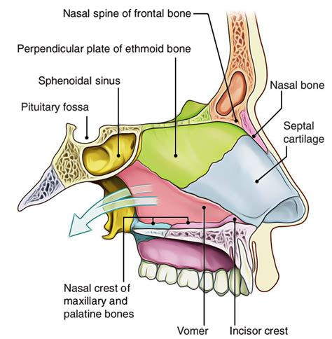 [DIAGRAM] Diagram Of Nasal Cavity - MYDIAGRAM.ONLINE