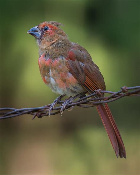 Fledgling Cardinal 2 Photograph by Larry Pacey