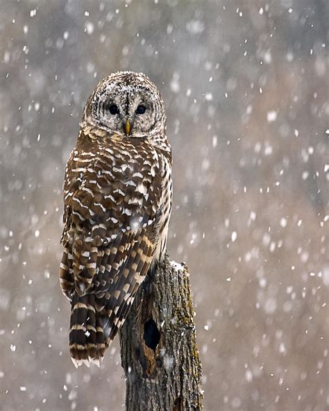 Barred Owl in a New England Snow Storm Photograph by John Vose - Pixels