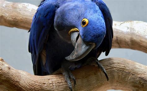 Blue Macaw wallpapers and images - wallpapers, pictures, photos