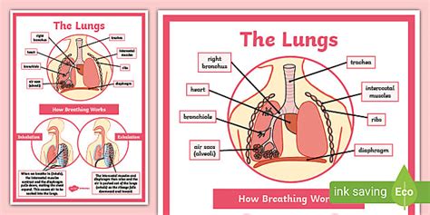 Respiratory System Labelled Diagram Display Poster | Twinkl