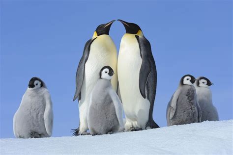 Baby penguins die as record low Antarctic ice stokes extinction risk