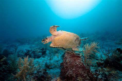 Sea Wonder: Giant Barrel Sponge | National Marine Sanctuary Foundation