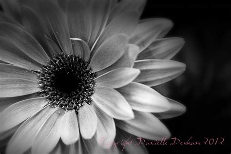 Black and White Daisy Wallpaper - WallpaperSafari