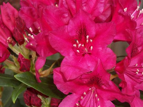 Red Rhododendron | Shutterbug