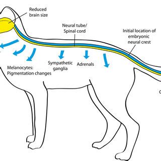 (PDF) The "Domestication Syndrome" in Mammals: A Unified Explanation ...