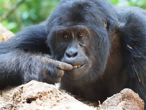 Do Gorillas Eat Meat? The Gorilla Diet Explained