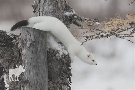 What Do Ermine Eat - Katynel