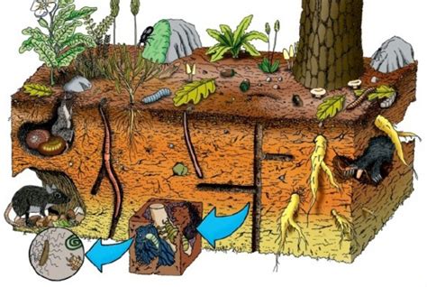 Micro-Macro Organismos en el suelo