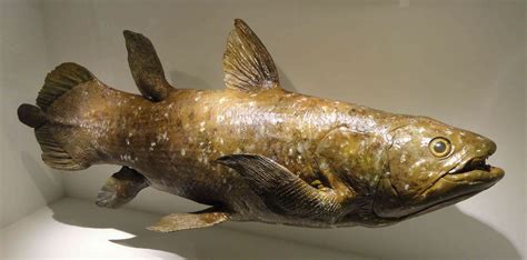 Upoznajte Coelacanth, živu ribu za koju se mislilo da je izumrla